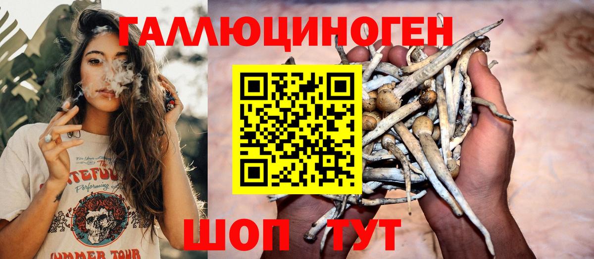 Псилоцибиновые грибы Psilocybe Стрежевой